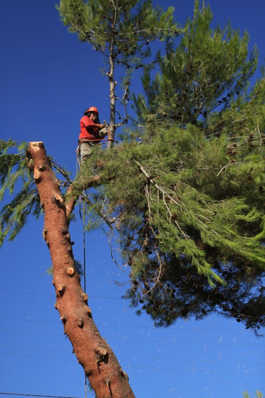 Pine Tree Clearing