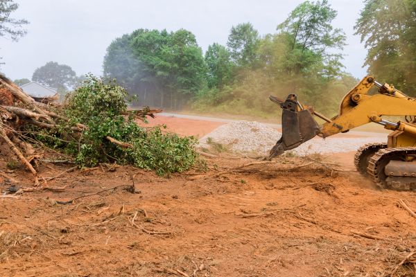 Cost of Forestry Mulching Service in Castle Rock