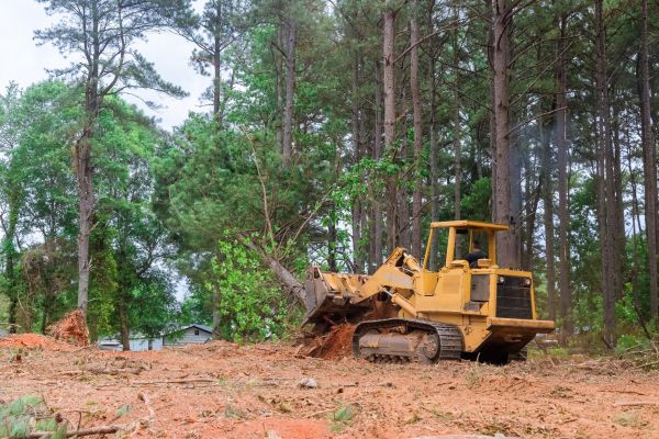 Cost of Trees Clearing in Castle Rock