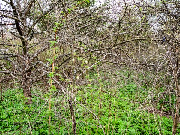 Cost of Underbrush Clearing in Castle Rock