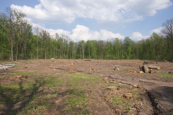 Cost of Pasture Clearing in Castle Rock