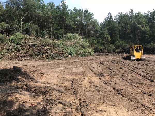 Cost of Thicket Clearing in Castle Rock